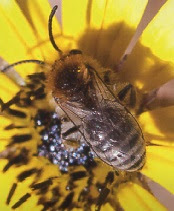 Colletes acutus, Juan Paco Marsilla, Soluciones en el cultivo Ecológico del Almendro