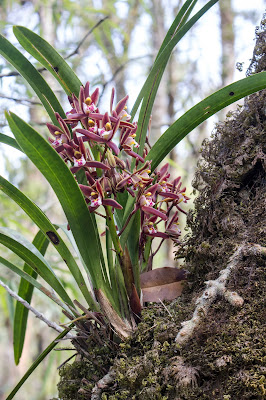 Cymbidium suavissimum - The Softest Cymbidium care and culture