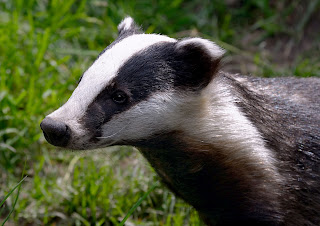 Badgers Cute Animal