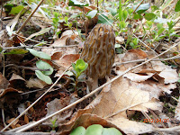 Morchella elata