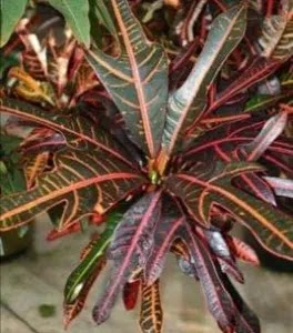 Kroton Pflege (Bepflanzung, Krankheiten, Ernte