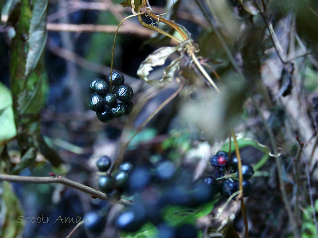 Smilax riparia