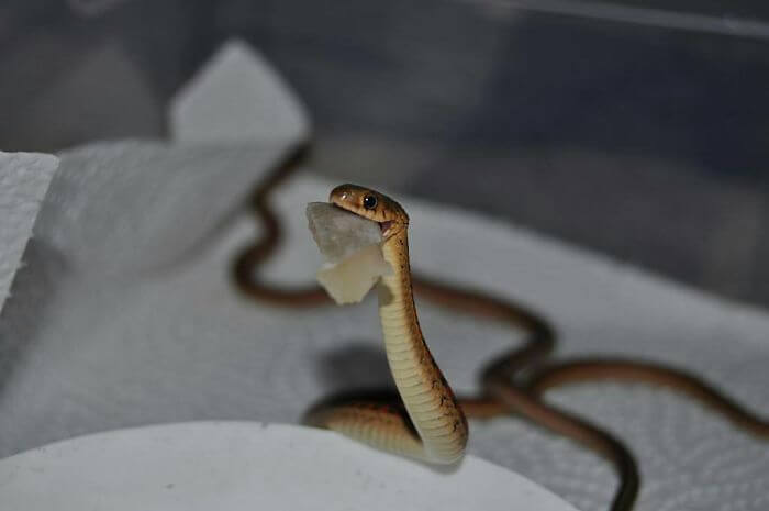 20 Adorable Pictures Of Snakes To Help You Get Over Your Fear