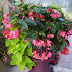 27+ Container Gardening Basics Images