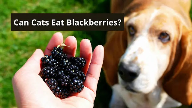 Can Cats Eat Blackberries