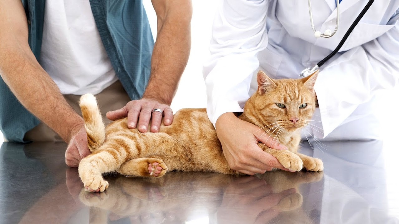 Pet Insurance For Pets With Pre Existing Conditions