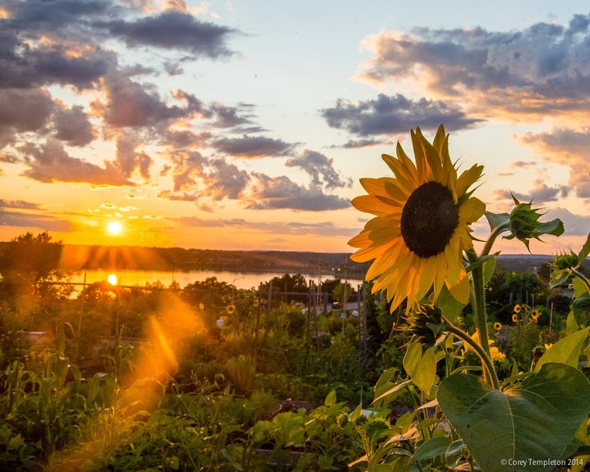 Portland, Maine August 2014 summer sunflower on Munjoy HIll at sunset photo by Corey Templeton