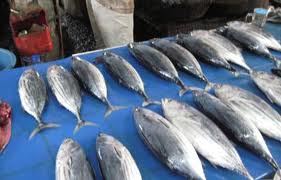 ikan tongkol segar dipasar