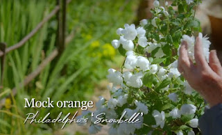 Philadelphus