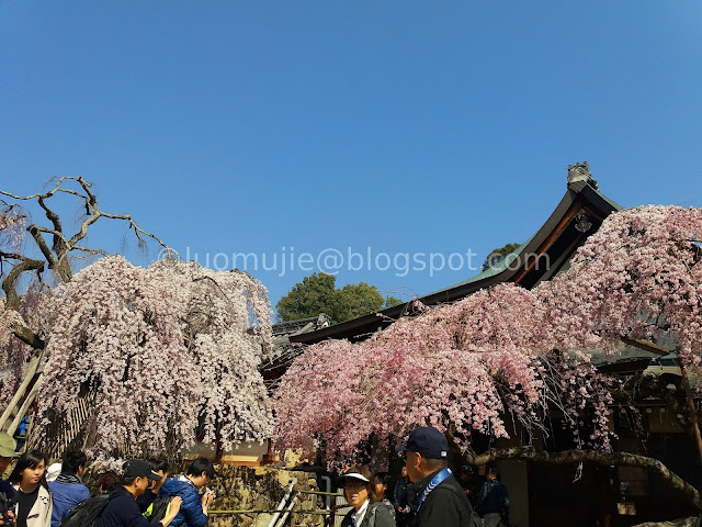 Japan cherry blossoms