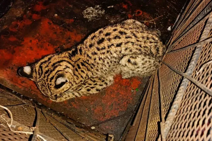 Rescatan gato montes sudamericano en Santa Elena