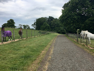 A gravel path with brown horses on the left and a white horse on the left.