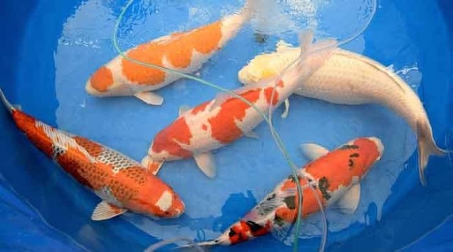 Priceless Japanese Fish Make A Splash