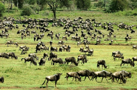 Serengeti Migration