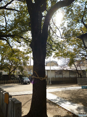 八王子神社ご神木