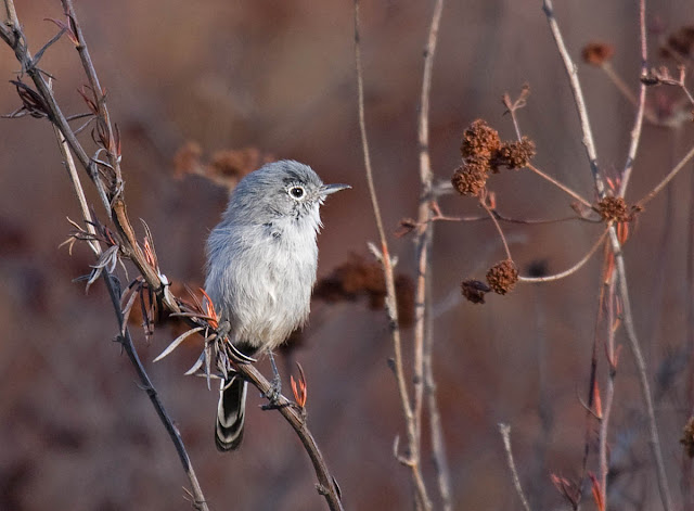 California Gnatcatcher