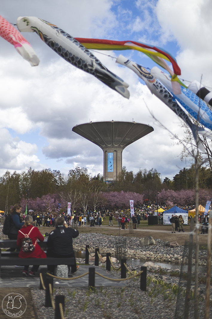 Oravanpesä Roihuvuoren kirsikkapuisto Helsinki hanami sakura rusokirsikka koinobori