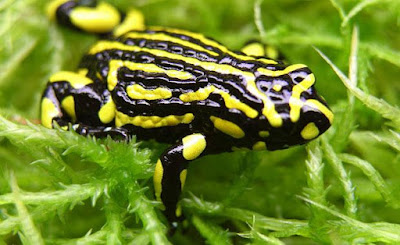 amphibians photos download 