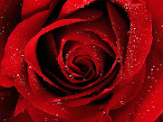 Red Rose Wallpapers 01 (red rose wallpaper)