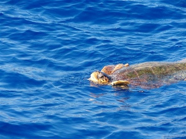 Chroniony żółw z Zakynthos