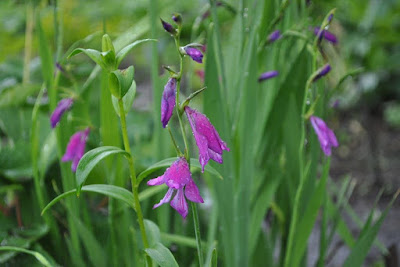 Гладиолус болотный (Gladiolus palustris Gaudin)