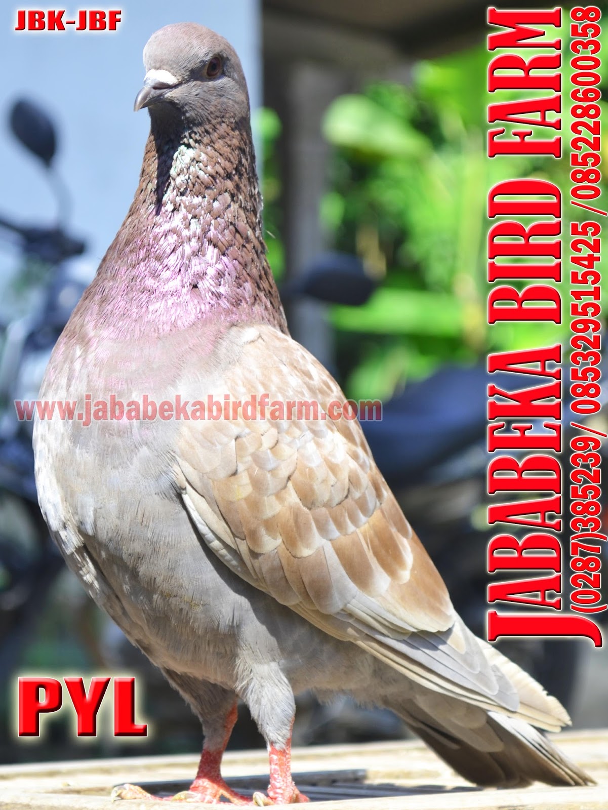 Telp 087715351384 WA 087715351384 Burung  Merpati Kolongan 