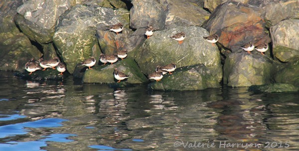 7-Turnstones