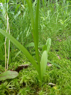 Platanthera sp. - Platanthère - Habénaire