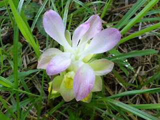 Curcuma long - Safran des Indes - Curcuma longa