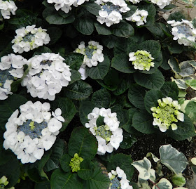 Allan Gardens Conservatory Easter Flower Show 2013 white hydrangeas by garden muses: Toronto gardening blog