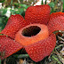 Corpse Flower - Rafflesia Arnoldii