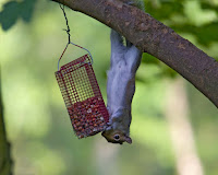 Squirrel In Bird Feeder