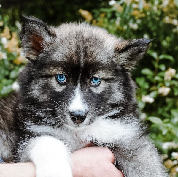Agouti Siberian Husky Puppies For Sale Near Me