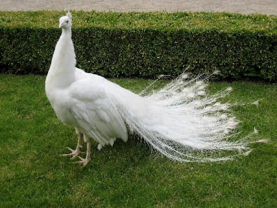 Lovely wallpaper of White Peacock allfreshwallpaper