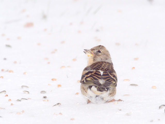 Ein Bergfink sitzt auf einer Schneedecke