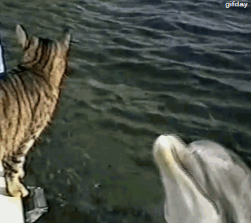 Funny animal gifs - part 9 (10 gifs) | Amazing Creatures