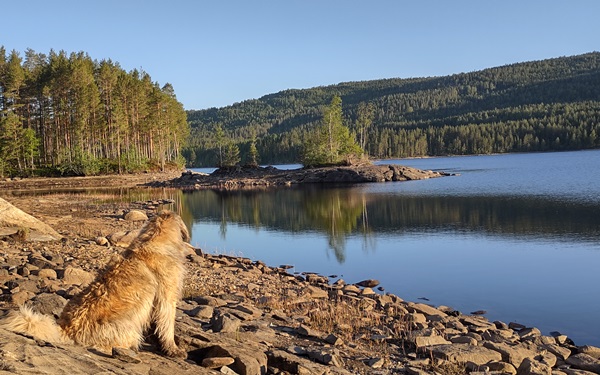 leonberger breivannet