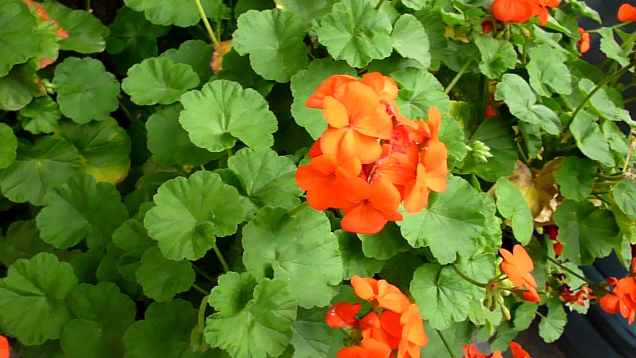 Planta de malbon con flores en un jardin