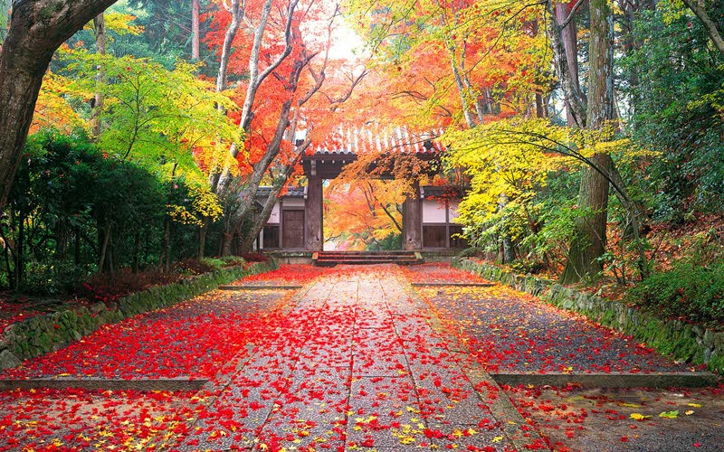  Musim Gugur di Jepang Autumn All About Japan