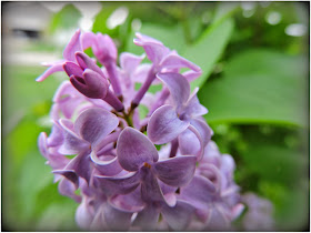 lilacs