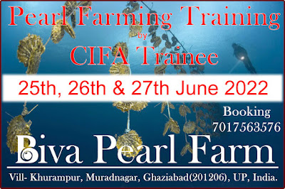 Pearl Farming training by CIFA Trainee at Biva Pearl Farm