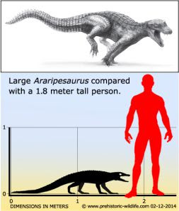 Araripesuchus wegeneri atau yang dikenal dengan The DogCroc dicirikan memiliki moncong seperti anjing dan dapat berlari dengan cepat. Walaupun demikian para ahli berpendapat jika buaya jenis ini merupakan omnivora
