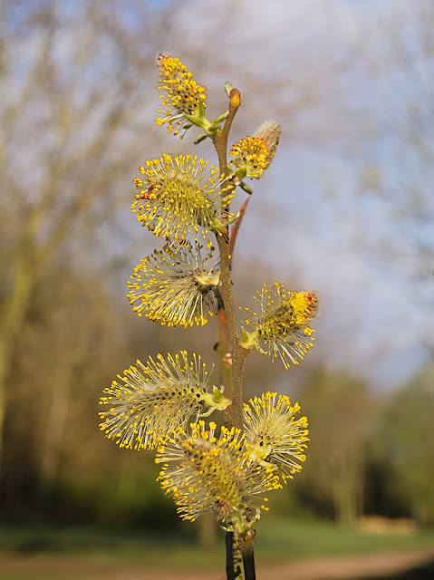Close up of a single branch of Goat Willow with catkins
