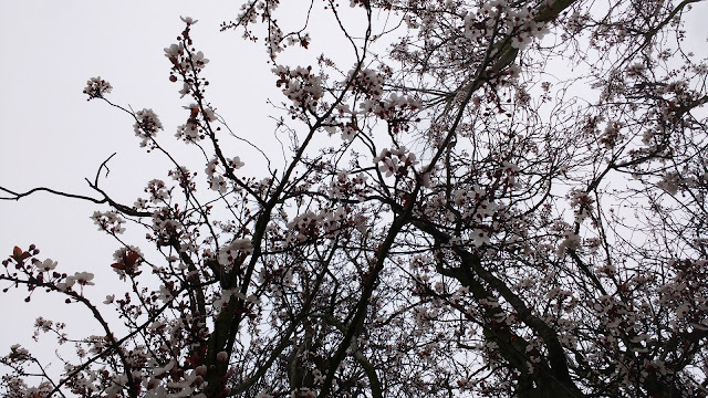 blossom in a vase