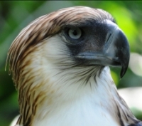 Compare Philippine Eagle Vs Harpy Eagle