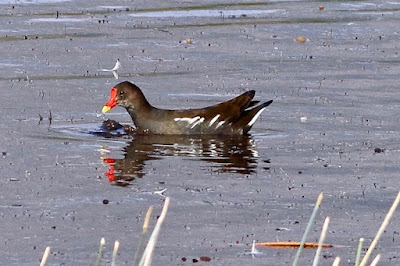 "Eurasian Moorhen - Gallinula chloropus,resident not common, swimming in the Duck Pond enroute Achalgarh."