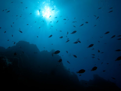 壁紙 海の中 363359-綺麗 海の中 壁紙