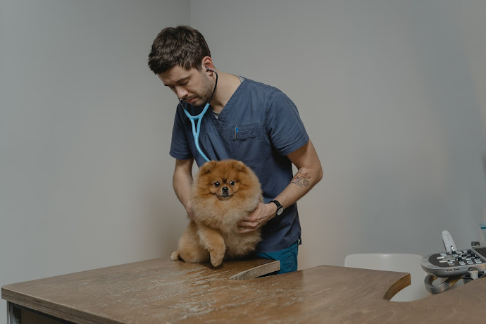 The Importance of Regular Veterinary Check-ups for Pets
