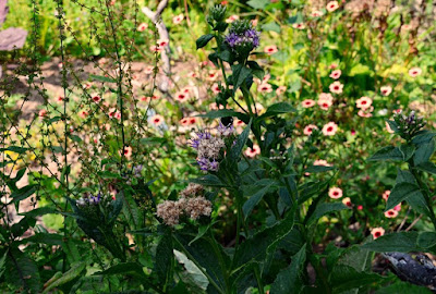 Saussurea riederi,  Rieder's Saussurea,  Japanese Saw-wort, Cohan Seeds