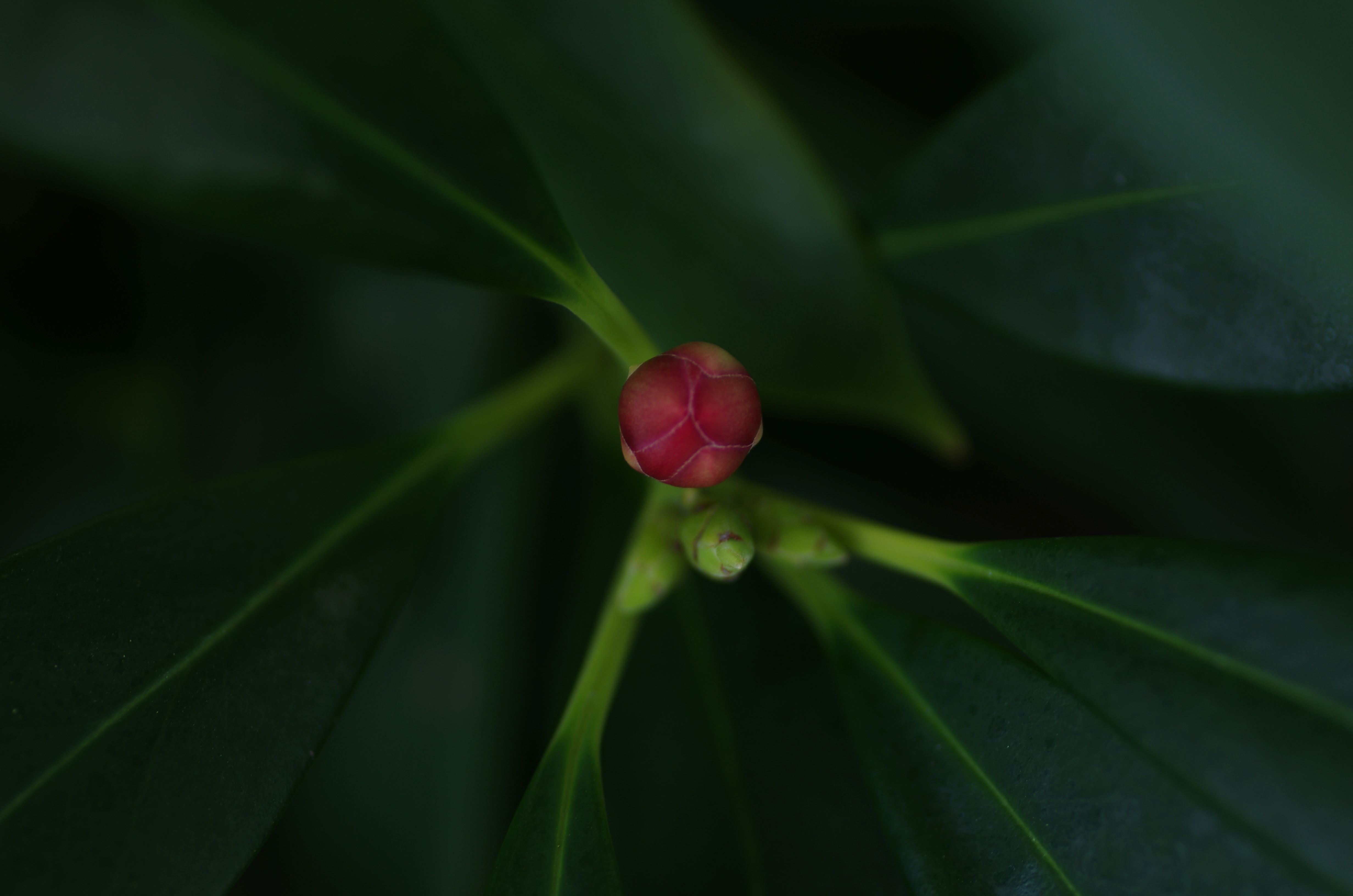 Illicium henryi